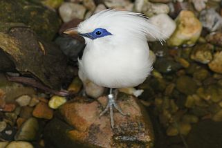 Leucopsar rothschildi - Balistar (Rothschild-Maina, Bali-Mynah)